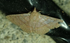 Eulepidotinae