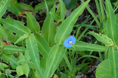 Commelina ensifolia