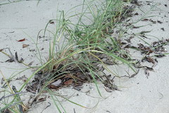 Spinifex longifolius