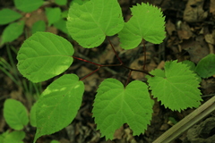 Actinidia kolomikta