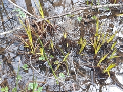 Dulichium arundinaceum