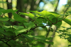 Actinidia kolomikta