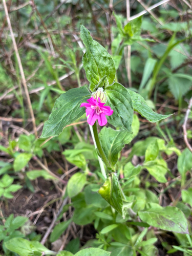 Silene dioica