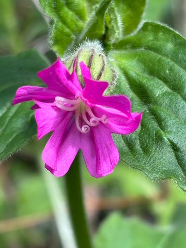 Silene dioica