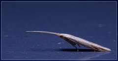 Coleophora striatipennella