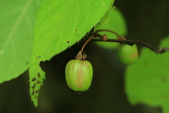 Actinidia kolomikta