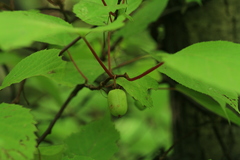 Actinidia kolomikta