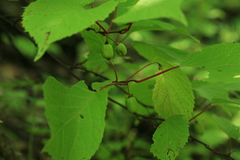 Actinidia kolomikta