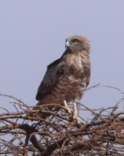Short-toed Snake-Eagle