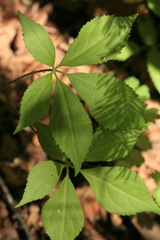 Eleutherococcus senticosus