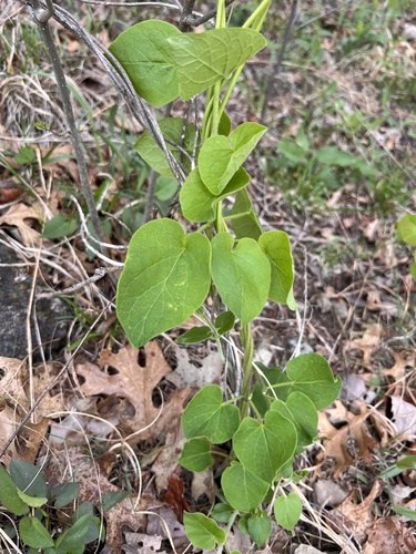 oldfield milkvine (Matelea decipiens)