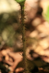 Eleutherococcus senticosus