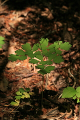 Thalictrum sachalinense