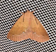 Ophyx ochroptera