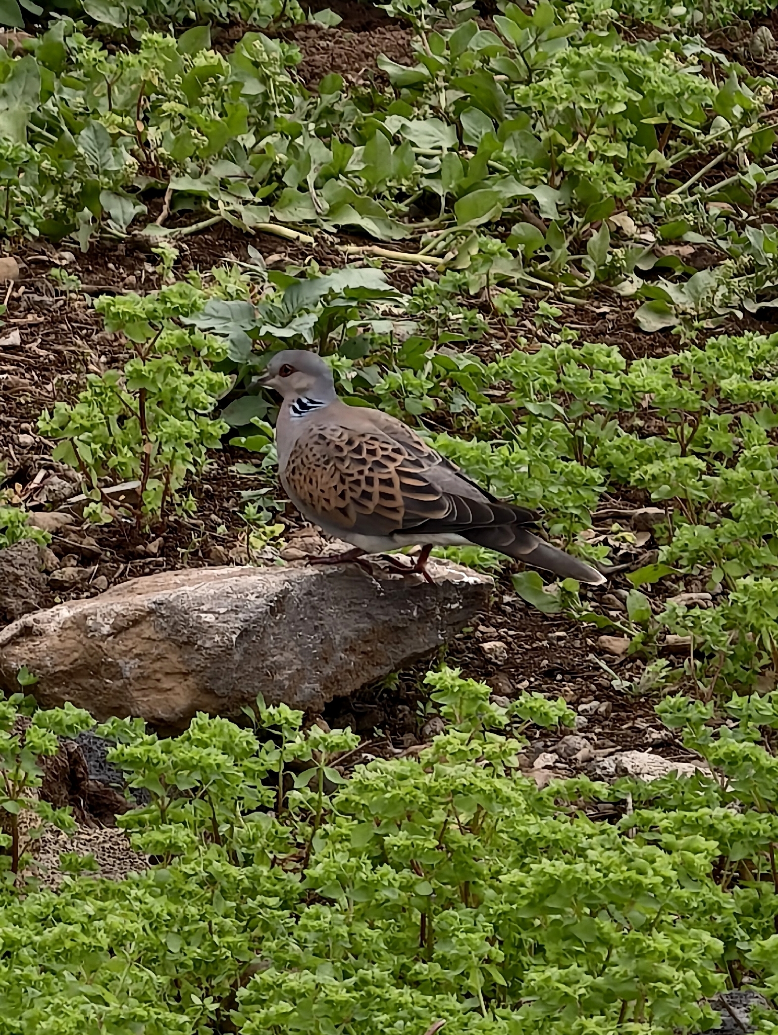 European Turtle Dove (Streptopelia turtur), photo 4