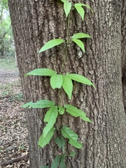 Bignonieae