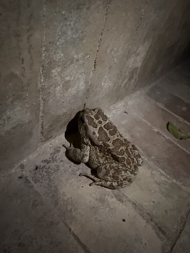 Mauritanian Toad