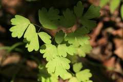 Thalictrum sachalinense