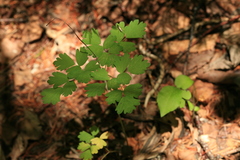 Thalictrum sachalinense
