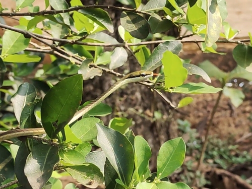Giri's Bronzeback