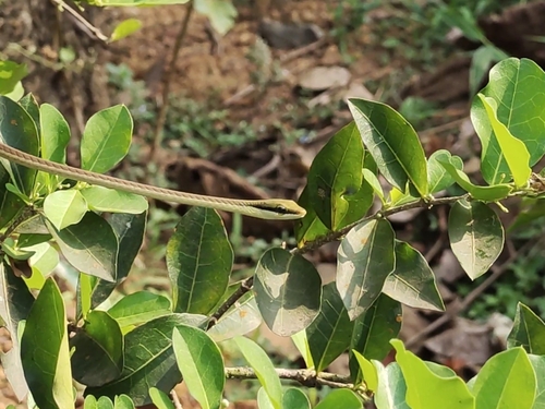 Giri's Bronzeback
