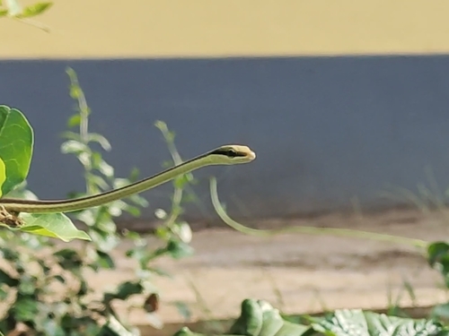 Giri's Bronzeback