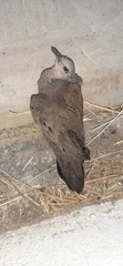 Columbina inca