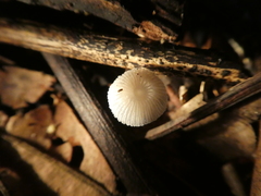 Mycena chlorophos