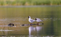 Chroicocephalus ridibundus