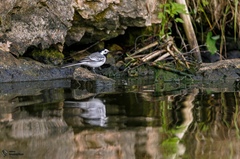 Motacilla alba