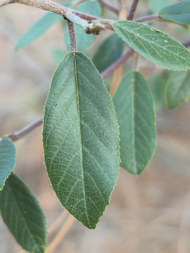 iNaturalist observation photo of False-Buckthorns