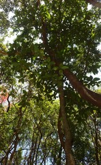 Artocarpus hirsutus