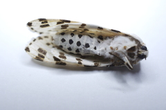 Hypercompe permaculata