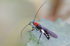 Callibracon capitator