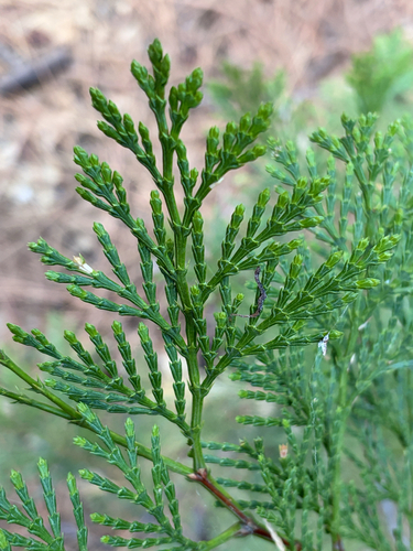 iNaturalist observation photo of California incense-cedar