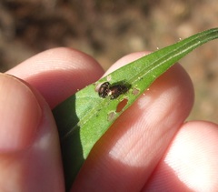 Psylliodes brettinghami