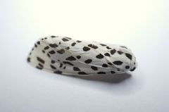 Hypercompe permaculata