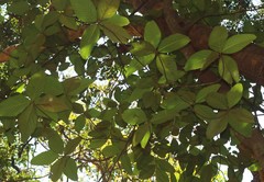 Artocarpus hirsutus