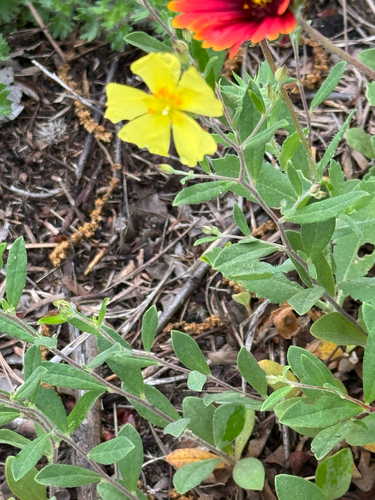 Foto de Crocanthemum georgianum