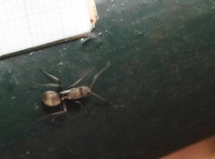 Polyrhachis wolfi