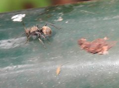 Polyrhachis wolfi