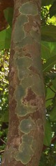 Artocarpus hirsutus