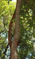Artocarpus hirsutus