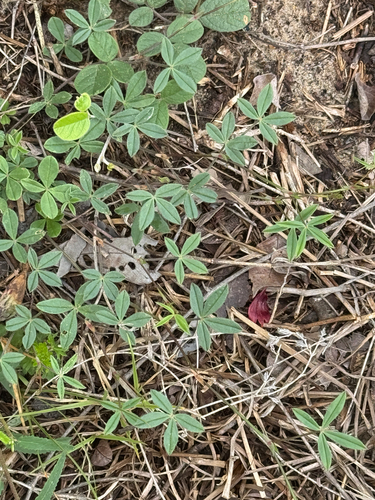 Viperina (Zornia bracteata)