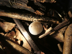 Mycena chlorophos