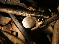Mycena chlorophos