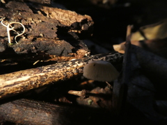 Mycena chlorophos