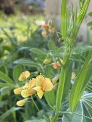 Lathyrus hierosolymitanus