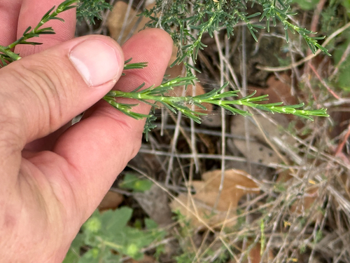 American jointweed (Polygonella americana)