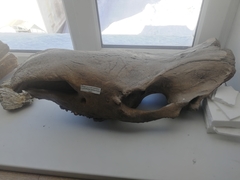 Coelodonta antiquitatis